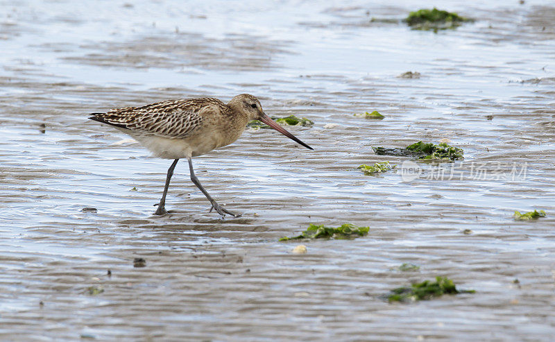 在冬季羽毛的Bar Tailed Godwit (Limosa lapponica)